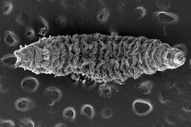 SEM image depicting the full body of an oil fly larva  
