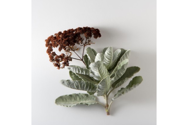 giant buckwheat pleistocene garden flora plants