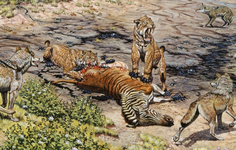 Saber-toothed cat illustration mural