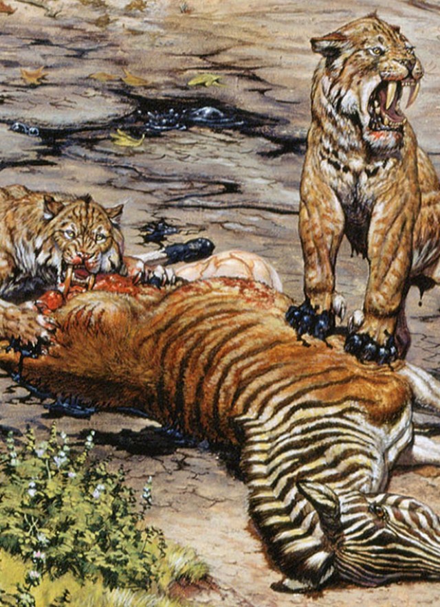 Two saber-toothed cats eating and standing on top of a zebra lying on the ground