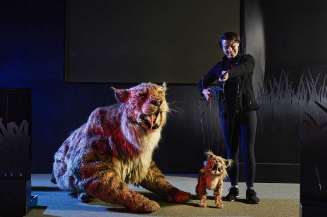 Life-size saber-toothed cat puppet next to a puppeteer with a miniature-sized saber-toothed cat puppet