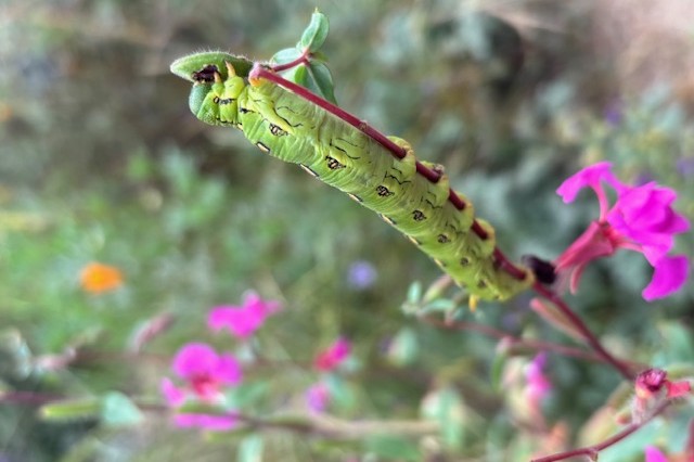 Sphinx moth larva eating a Clarkia flower