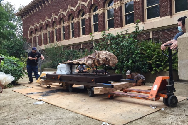 The Lincoln Heights Whale skull being moved by staff on pallets outside the Museum