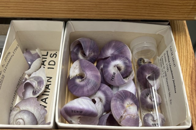 Draws of purple snail shells in Malacology Collection
