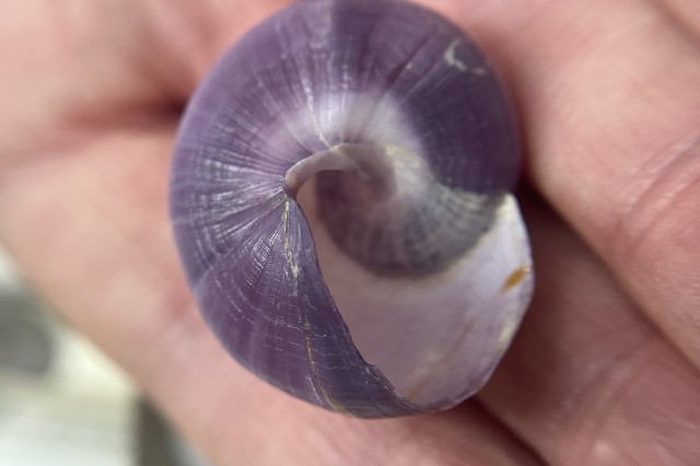 Purple snail close up