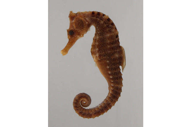 Preserved seahorse with tightly curved tail, prominent boney ridges and dark brown stripes.