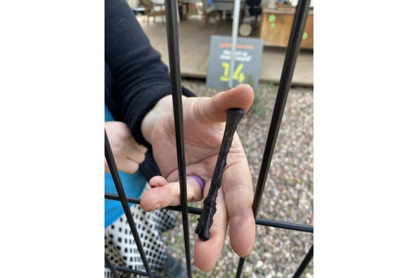 Preparator holding a dwarf pronghorn toe