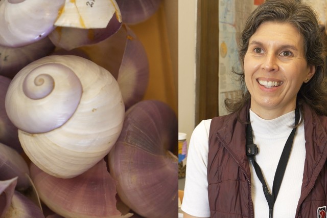 Purple and white swirled shells next to a head and shoulders portrait of Jann Vendetti wearing a brown vest