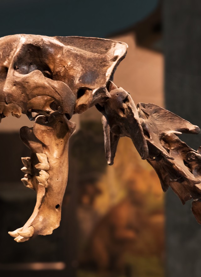 join and give footer tar pits sabertooth skeleton