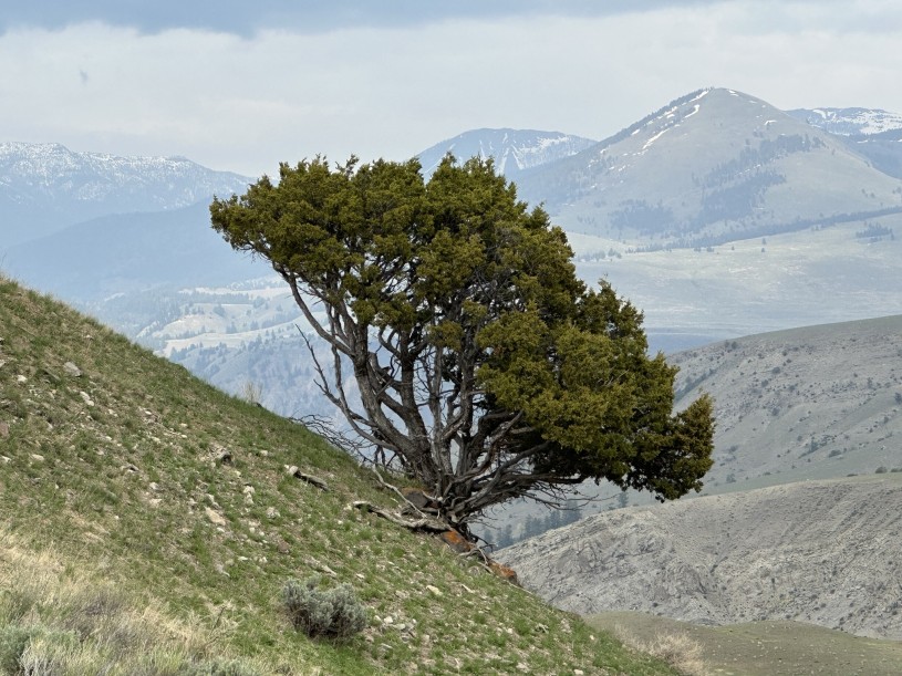 iNaturalist observation of a Rocky Mountain Juniper dramatically protruding from a hillside in Montana