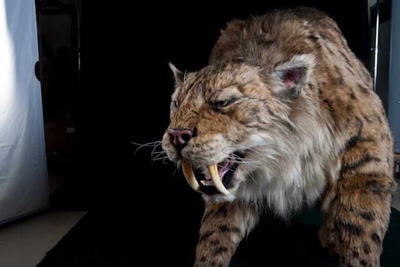 Callie on the prowl behind the scenes