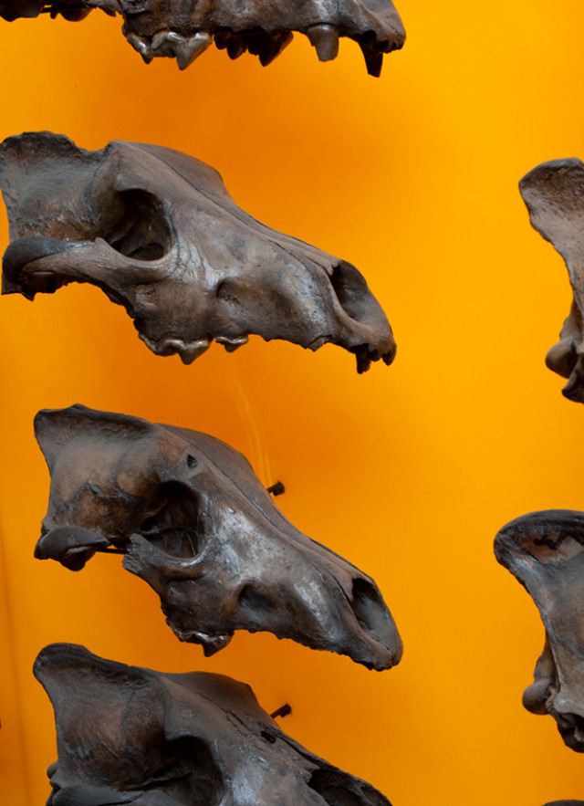 Dire wolf skulls in profile against an orange background