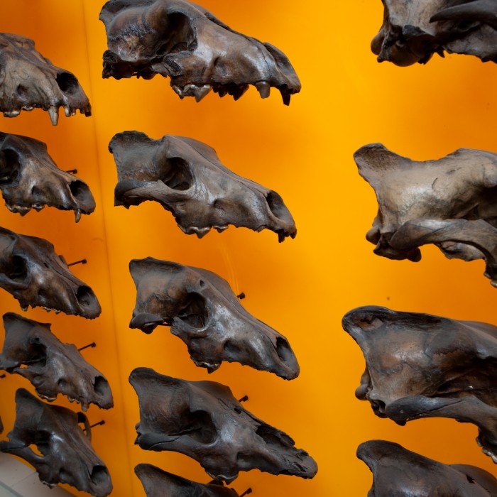 Dire wolf wall of skulls at an angle