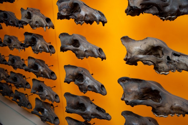 Dire wolf wall of skulls at an angle
