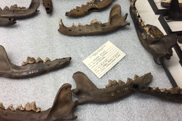 Photo of jaw bones from La Brea tar pits