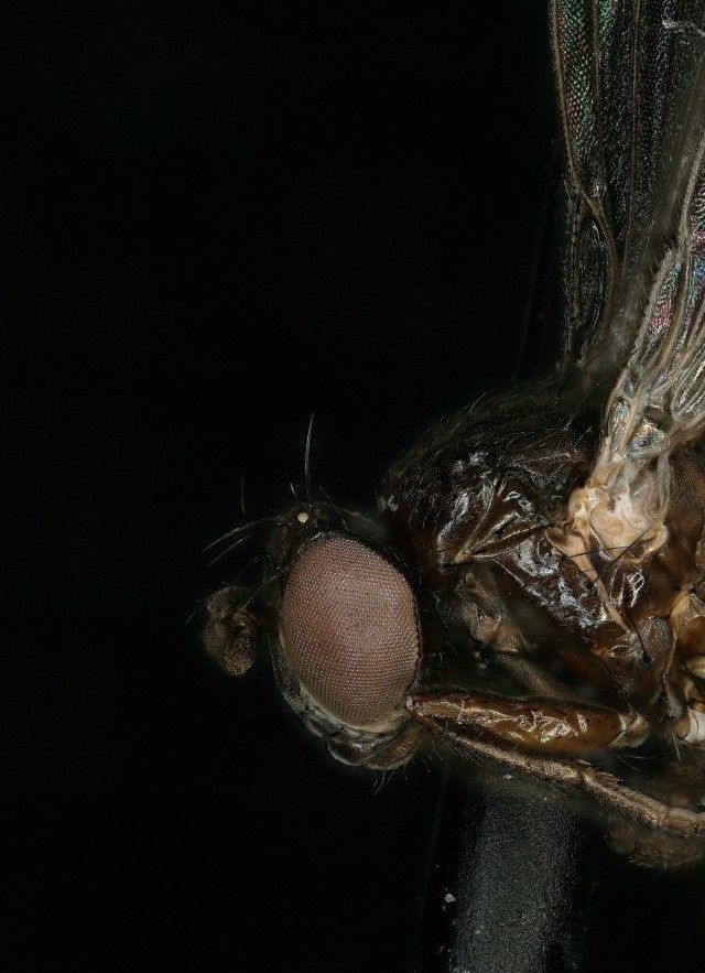 An adult petroleum fly Helaeomyia petrolei taken with a keyence microscope