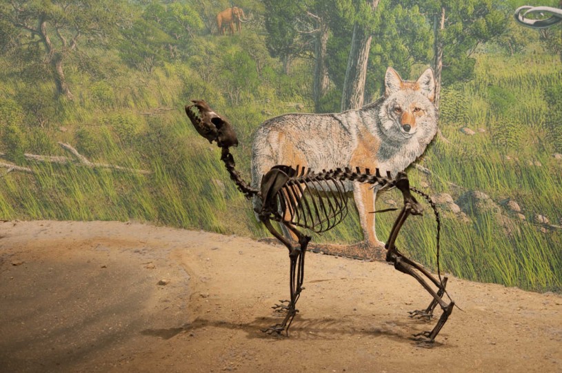 Coyote skeleton in profile facing left - as displayed in the Museum 