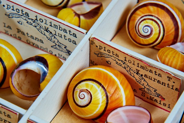 shells in malacology collection research and collections specimens