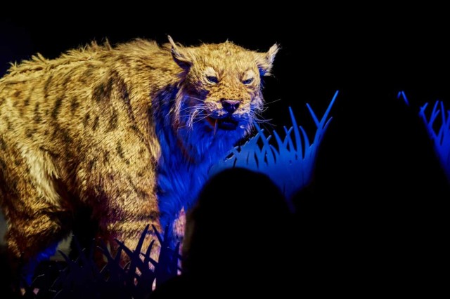 Striped saber-toothed cat puppet behind a cut-out of grass with blue lighting