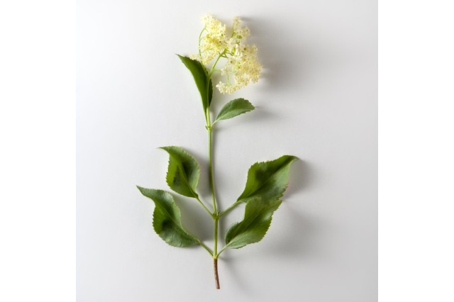 mexican elderberry pleistocene garden flora plants