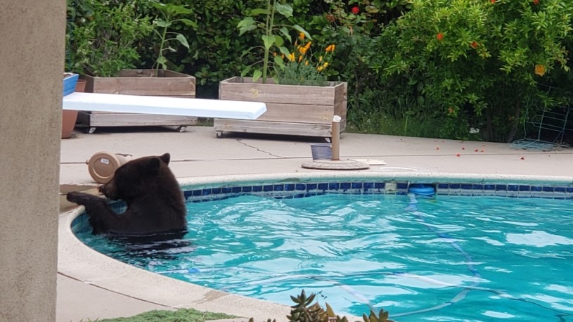 A bear swims in a residential pool in Arcadia, CA.