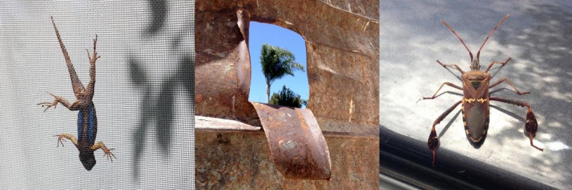 A western fence lizard on a window screen, view of a palm tree through the side of a dumpster, and a leaf-footed bug that hitched a ride on my car. 