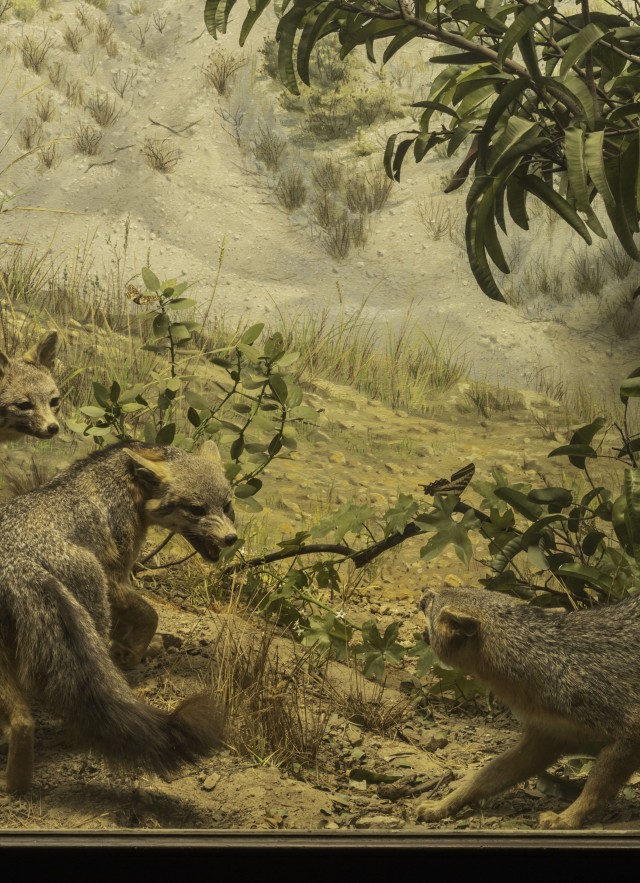 Fox diorama with three foxes