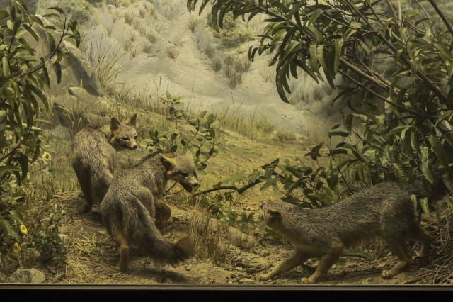 Fox diorama with three foxes