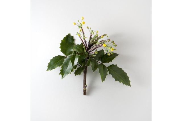 oregon grape pleistocene garden flora plants