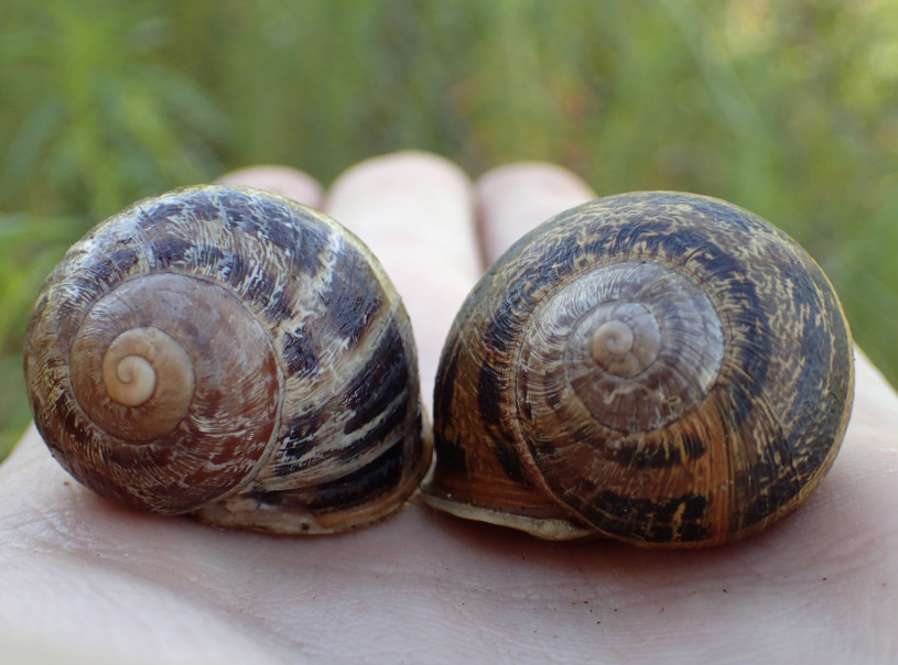 two garden snails, one left-spiraling, one right-spiraling, held in a person's palm