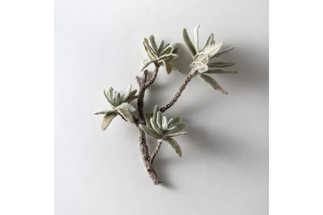 pleistocene garden flora plants unnamed 1