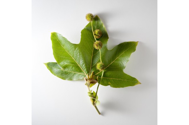 pleistocene garden flora plants unnamed 2