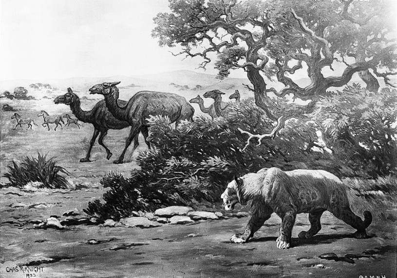 An American lion stalcks camels in a black and white illustration.