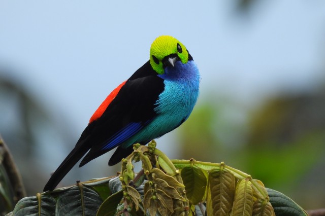 A paradise tanager looks directly into a camera with its green head cocked, visible red spot on its back, and stunningly bright blue breast.