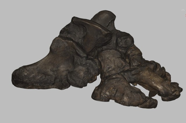 Side view still from 3D scan of Harlan's ground sloth hindfoot