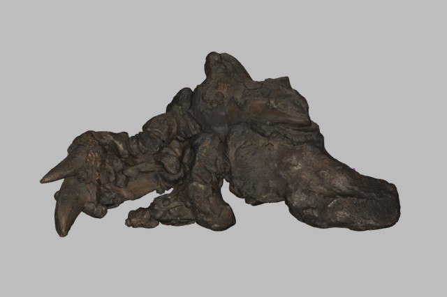 Still from 3D scan of Harlan's ground sloth foot from above (medial view)