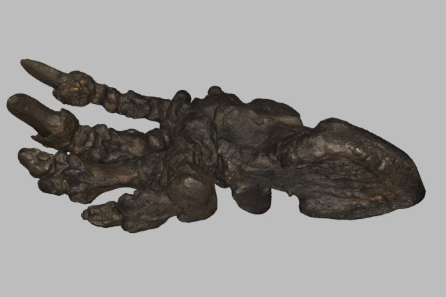 Still from a 3D scan of Harlan's ground sloth hindfoot focusing on a view of the palm