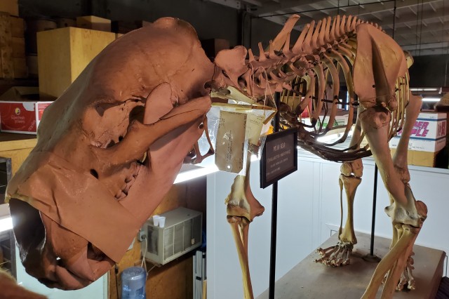 A close up of the skull of a polar bear skeleton