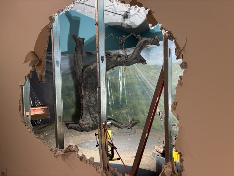 A fossil tree in a diorama seen from behind a demolished wall