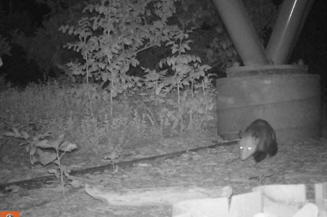 A possum in NHM's Nature Gardens at night
