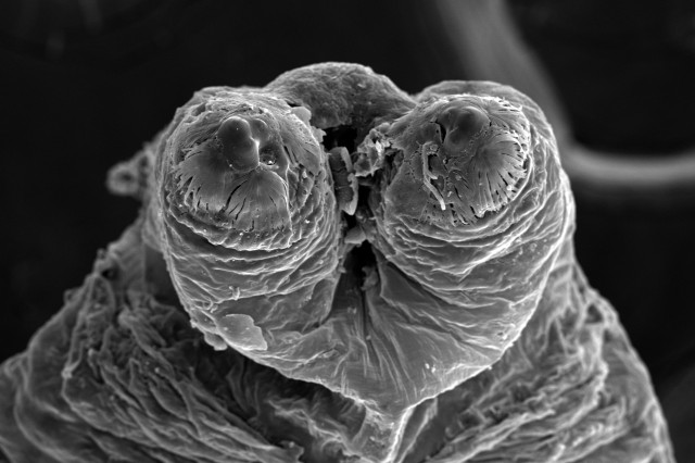 The posterior end spiracles SEM image oil fly larva 
