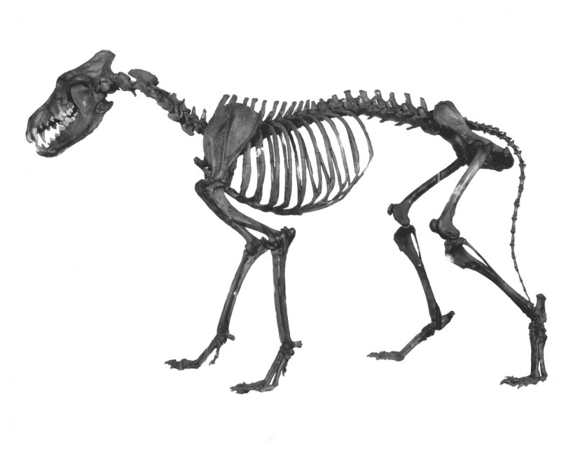 Black and white side-view of a dire wold skeleton
