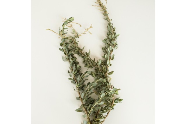 saltbush pleistocene garden flora plants