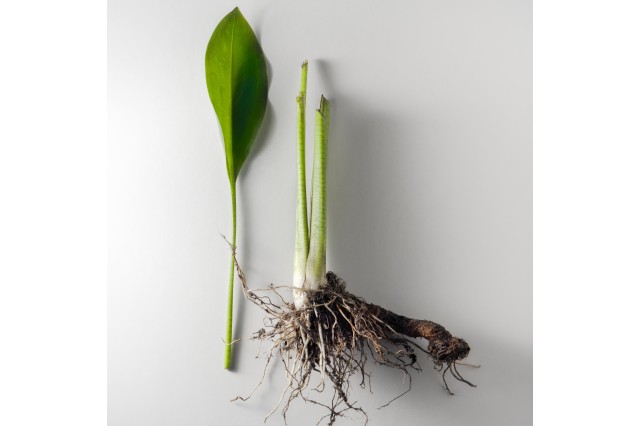 sanford's arrowhead pleistocene garden flora plants