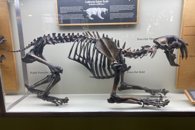 Second Stop STC Skelli cropped