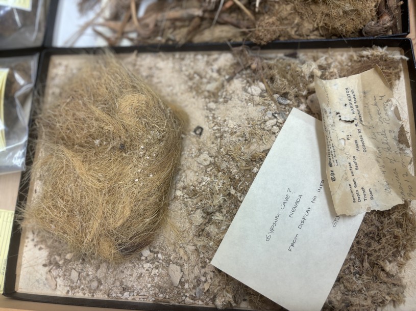Shasta sloth fur from NHM's Vertebrate Paleontology Collections