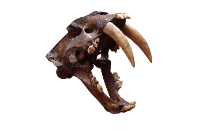 Saber-toothed cat skull with jaws open, demonstrating the length of the canine teeth.