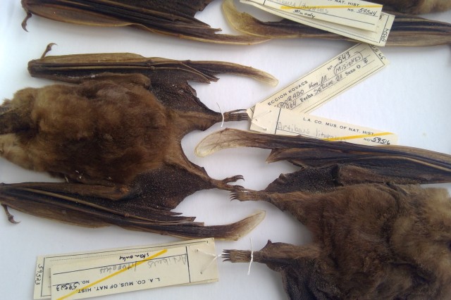 Bat Specimens from the Mammalogy Collection laid back to back with their specimen tags visible