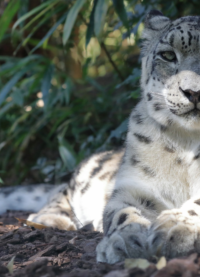 White, gray, and black spotted snow leopard with green eyes, laying on its side and looking directly into the camera