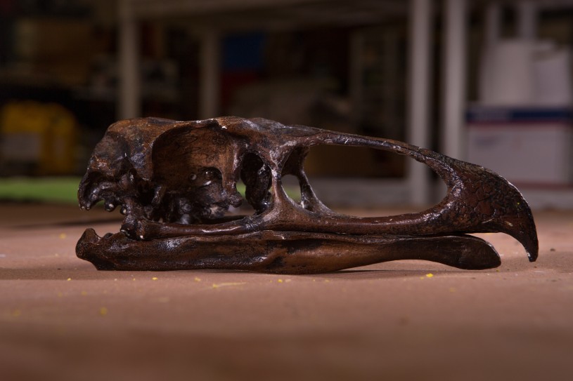 Teratorn skull on display
